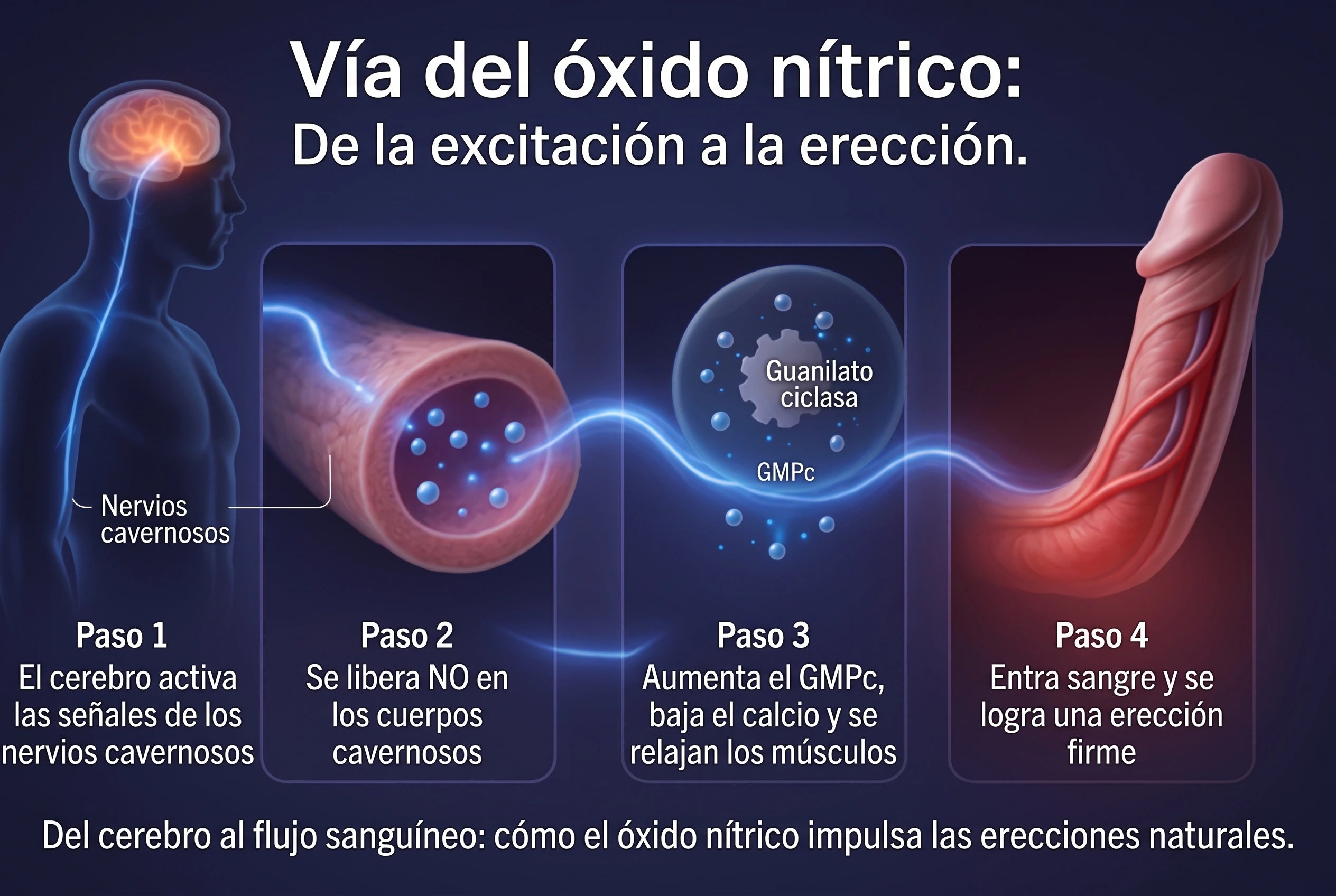 Ilustración de la vía del óxido nítrico