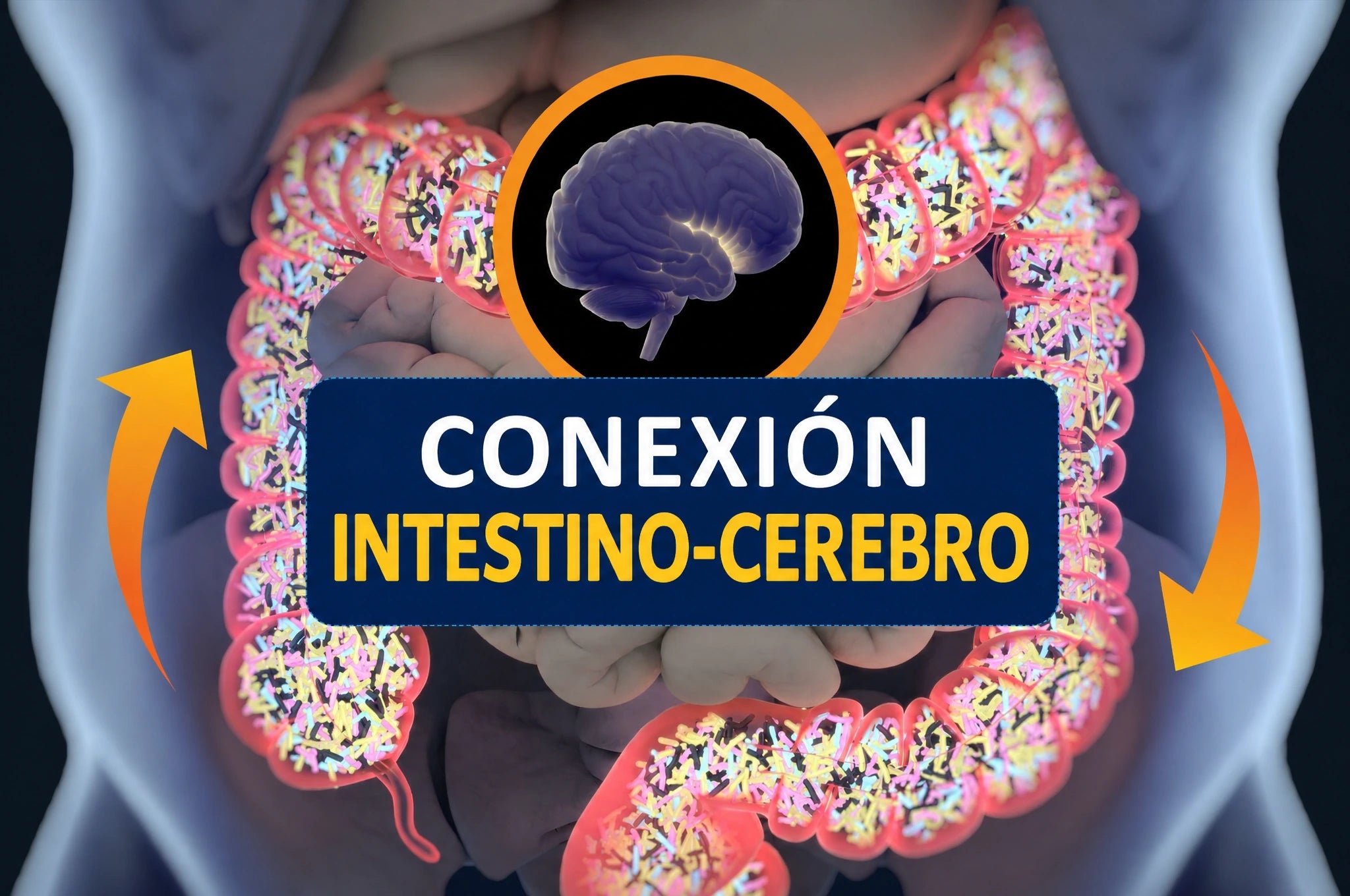 Ilustración de la conexión entre el intestino y el cerebro